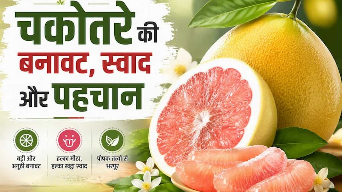 चकोतरा (Pomelo) के बेमिसाल फायदे: स्वाद ही नहीं, सेहत का खजाना है यह 'सुपरफूड'