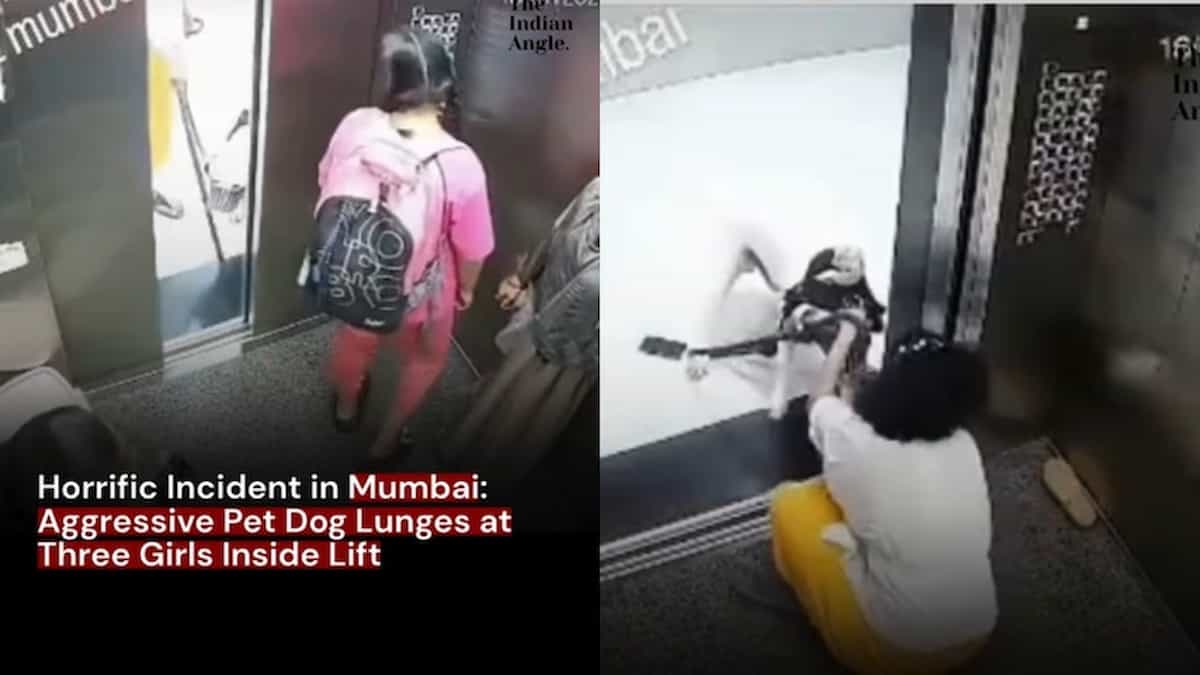 लिफ्ट में पेट डॉग का खौफनाक हमला! हाई-राइज सोसाइटी में 3 लड़कियों पर अचानक झपटा कुत्ता, रोंगटे खड़े कर देने वाला Video वायरल