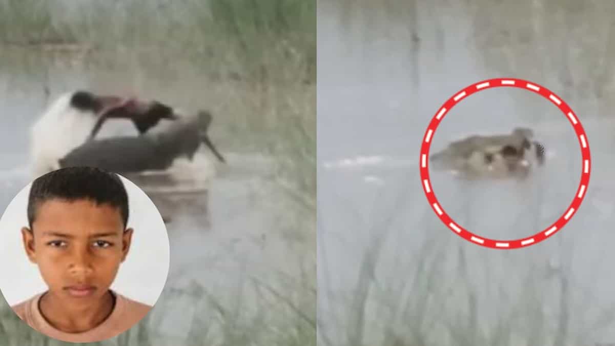 रोंगटे खड़े कर देने वाली वारदात! चाचा की आंखों के सामने 12 साल के अनाथ बच्चे को जिंदा चबा गया खूंखार मगरमच्छ; नदी किनारे मची चीख-पुकार