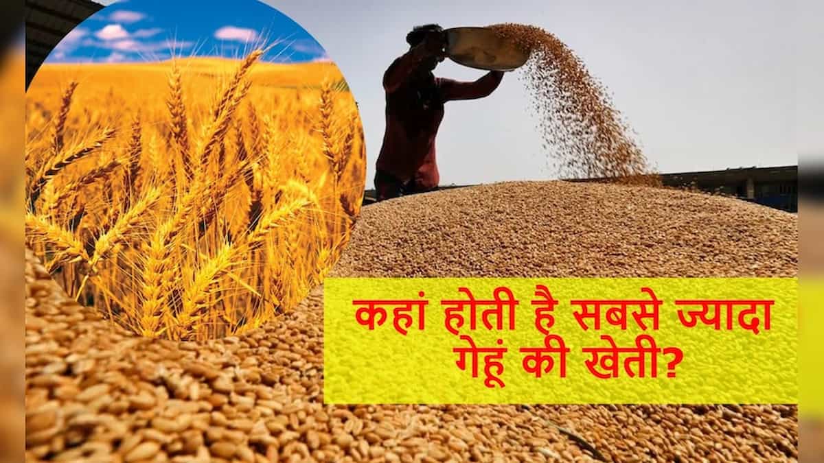 GK Quiz: भारत नहीं, ये है दुनिया में सबसे ज्यादा गेहूं उगाने वाला देश; 99% लोग खा जाते हैं गच्चा