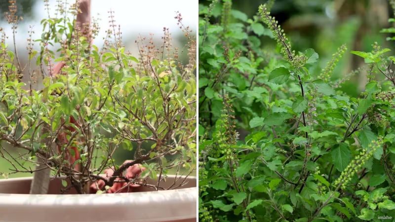 तुलसी का पौधा लंबा तो बढ़ रहा है लेकिन घना नहीं हो रहा? जानिए उपाय 