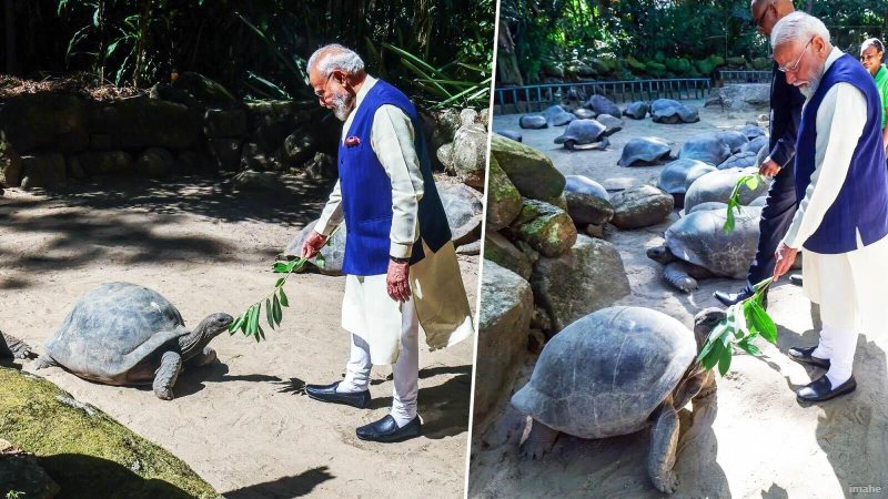 सेशेल्स के अल्दाब्रा एटोल में विशालकाय कछुओं की संख्या ने तोड़े सभी रिकॉर्ड