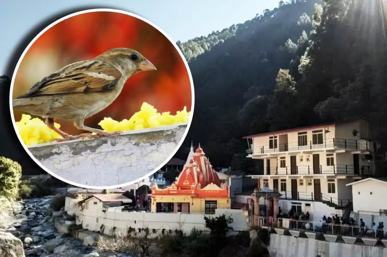 नीम करोली बाबा के कैंची धाम आश्रम से क्यों गायब हो रहीं गौरैया