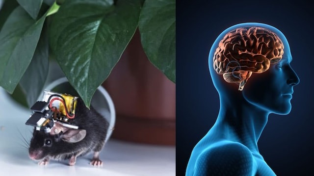 इत्तू सी डिवाइस, पढ़ लेगी दिमाग की हर खुराफात, 8500 न्यूरॉन्स की हरकतों पर होगी पैनी नजर